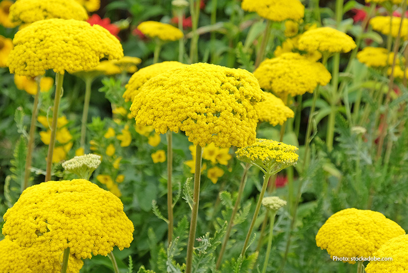 Parkers Variety Yarrow: Fernleaf yarrow grows taller than other yarrow species. With bold flowers and soft ferny foliage it's a great midborder companion.
