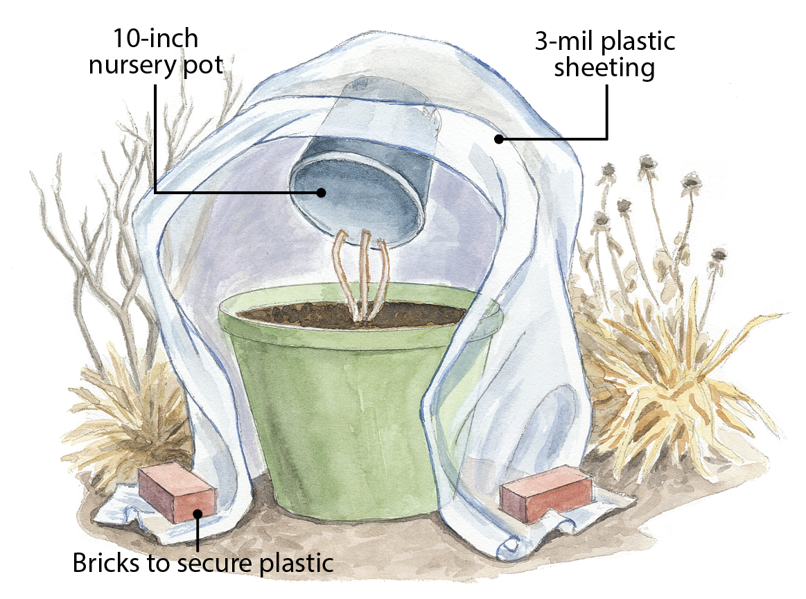 Protecting a clematis growing in a pot overwinter illustration: Illustration by Carlie Hamilton