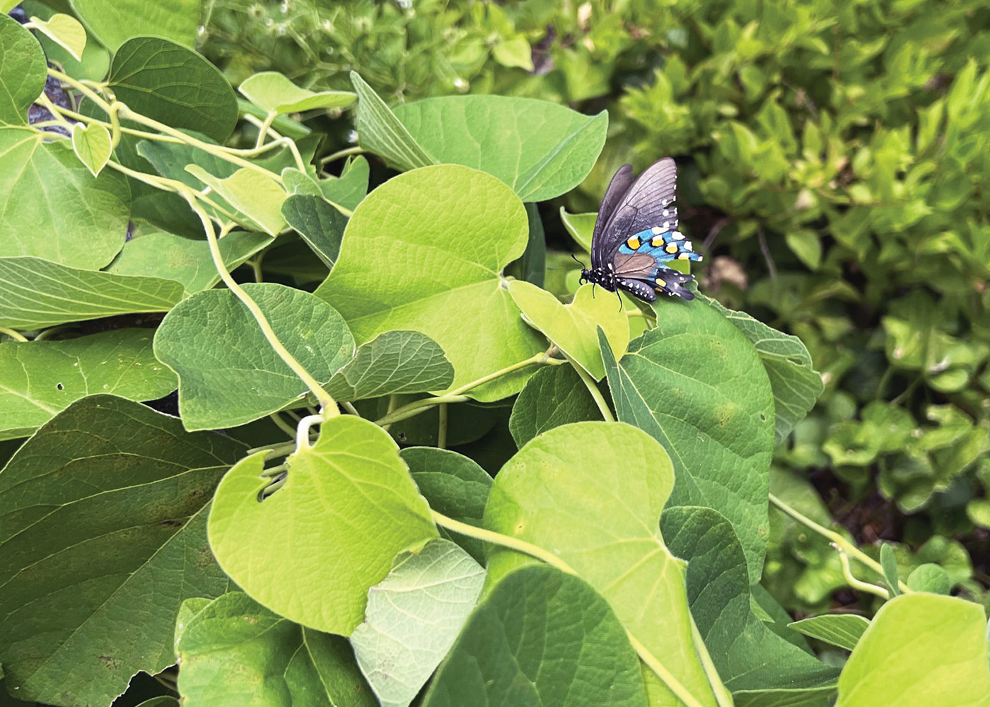 Pipevine swallowtail butterfly on wooly pipevine plant courtesy of Joanna Brichetto: Wooly pipevine can grow 20 to 30 feet tall and has unique yellow-green and purple flowers tucked mostly beneath large heart-shaped leaves in late spring to early summer.