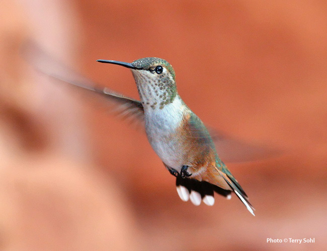 common hummingbirds Roufus Selasphorus rufus