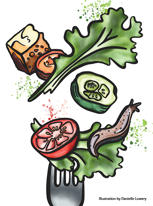 Garden salad slug digital illustration by Danielle Lowery