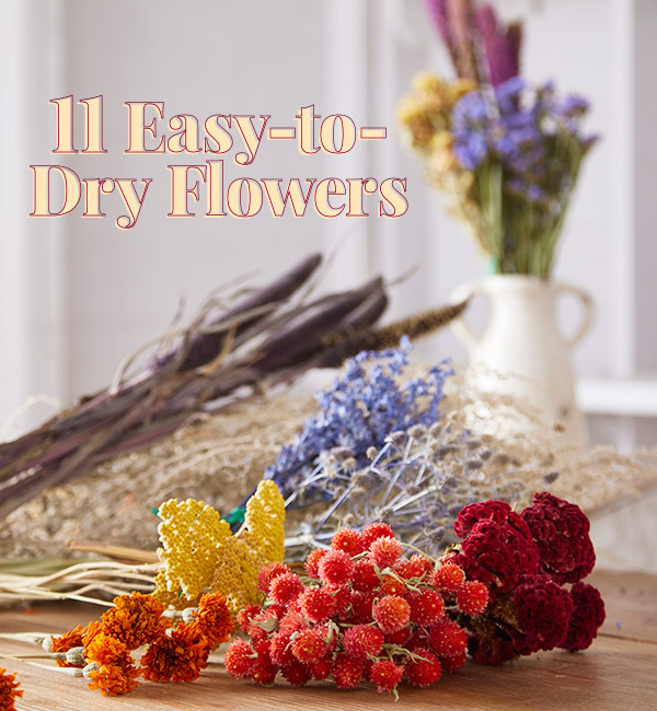 11 Easy to Dry Flowers: Drying flowers from the garden is a great way to enjoy them long beyong their bloom time.