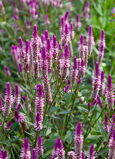 ‘Asian Garden’ (Celosia argentea cristata)