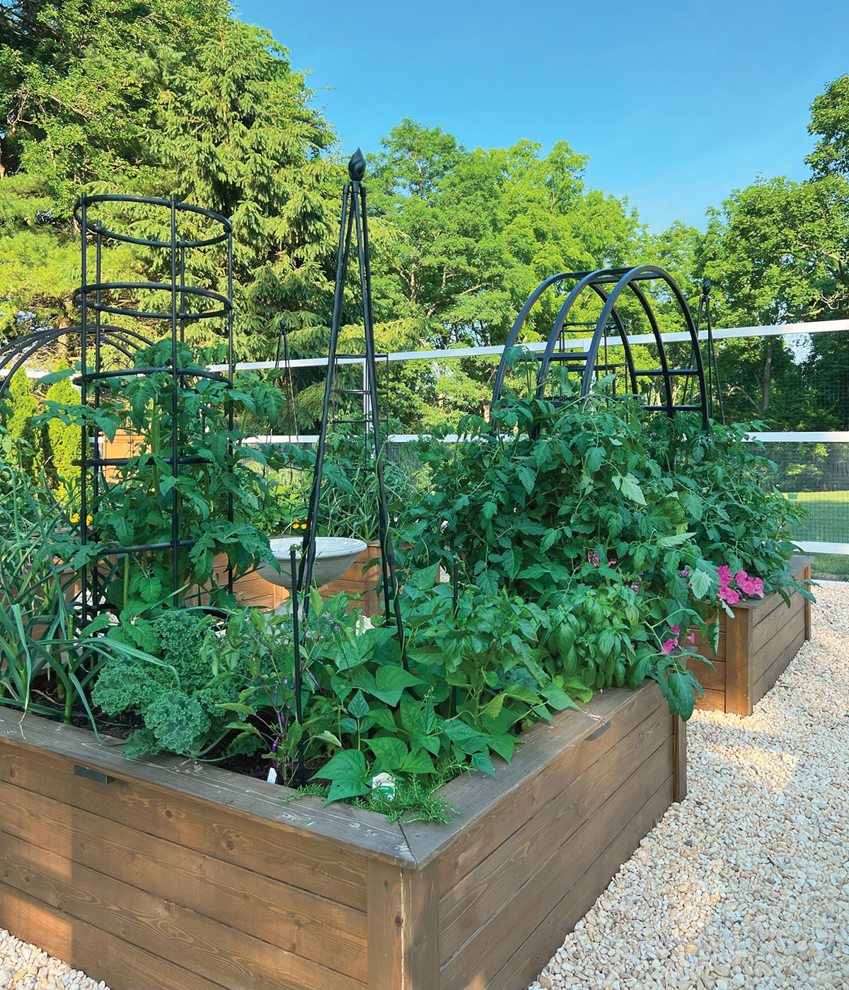 GG184 SW supports 1200x1400: Using a variety of plant supports in raised garden beds allows you to maximize growing space by going vertical. Photo courtesy of Resh Gala.