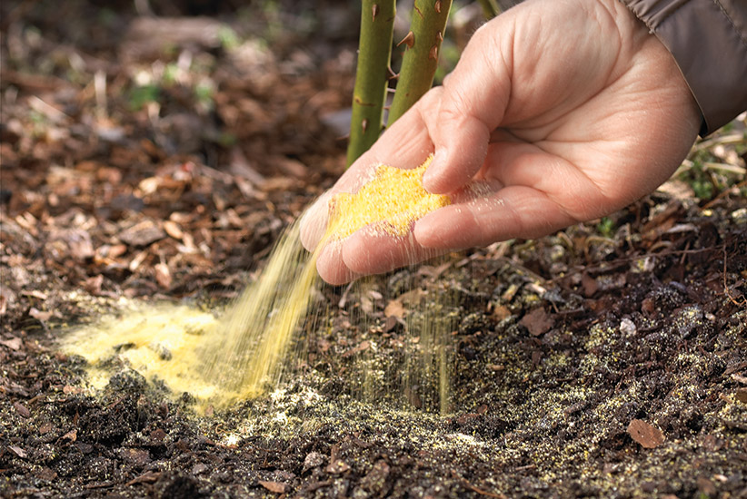 how to get rid of fungus on african corn lily flower