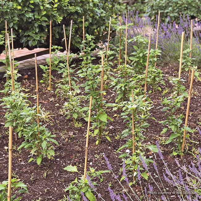 Staking peppers: Insert stakes at planting time as pepper plants can be brittle and prone to damage. You can tie plants to 3-foot-tall wooden stakes or use tomato cages.