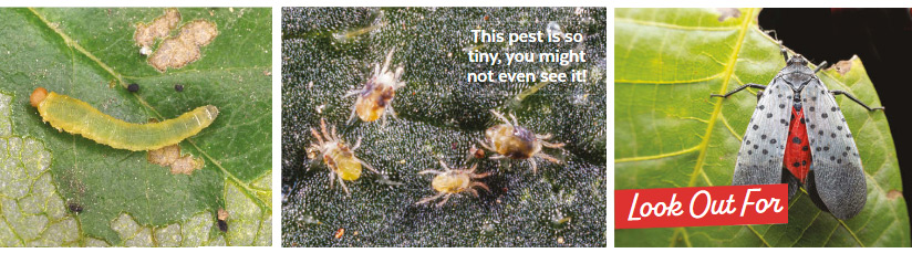 regional-pests Midwest-collage-header