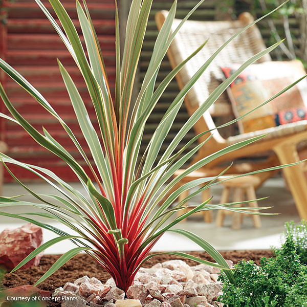 Cordyline Magic Star courtesy of Concept Plants: The colorful foliage of this cordyline is a great way to add drama to your containers.