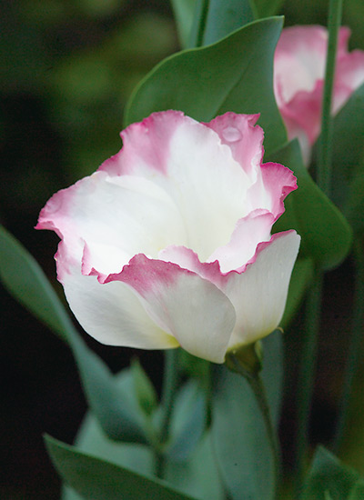 ‘Sapphire Pink Rim’ lisianthus (Eustoma grandiflorum)