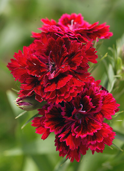 Dianthus (Dianthus ‘Dynasty Red’)