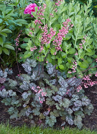 ‘Raspberry Ice’ (Heuchera hybrid)