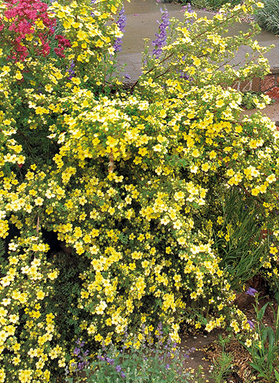 Shrubby cinquefoil (Potentilla fruticosa) 