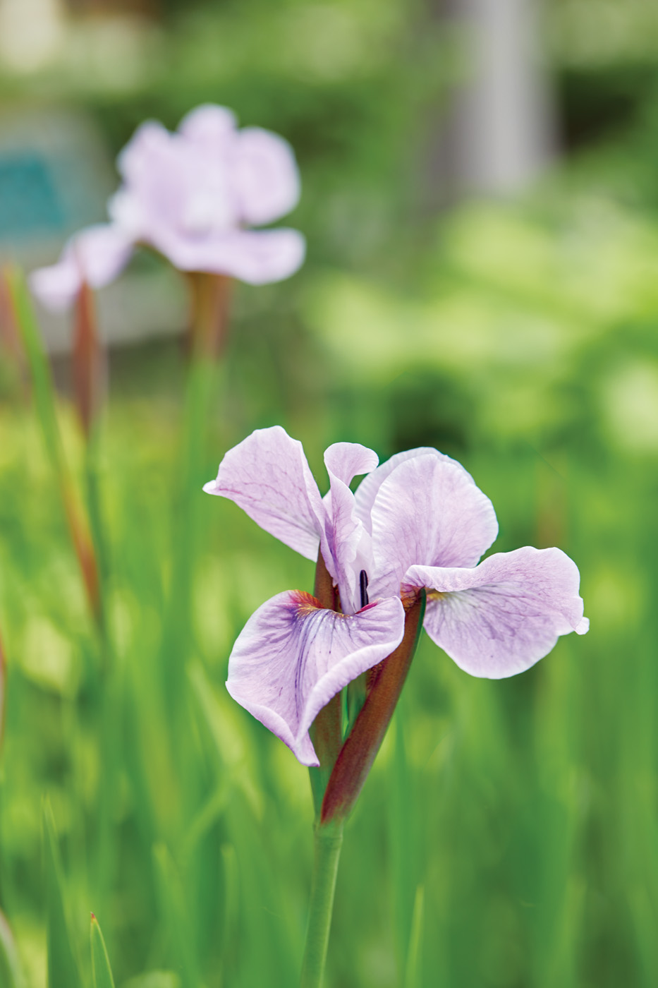GG179 TP 07 gakr0095 Siberian Iris: Add beautiful blooms to clay soil with Siberian iris.