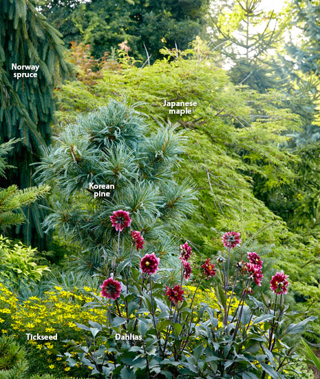 dw-conifers-create-emphasis-Labels