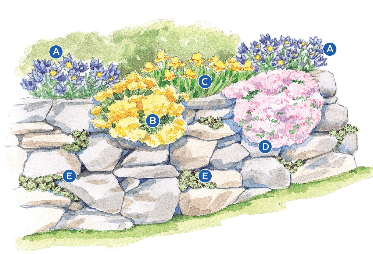 Spring vignette with pasque flower illustration: Illustration by Carlie Hamilton