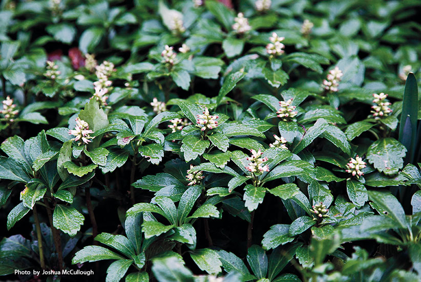 Japanese pachysandra (Pachysandra terminalis)