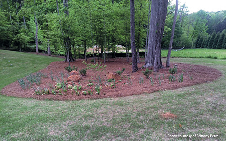 Dee-resistant-Garden-plan-before-photo: Here is the before photo of this garden bed which already had a few trees and stones but otherwise it was empty.