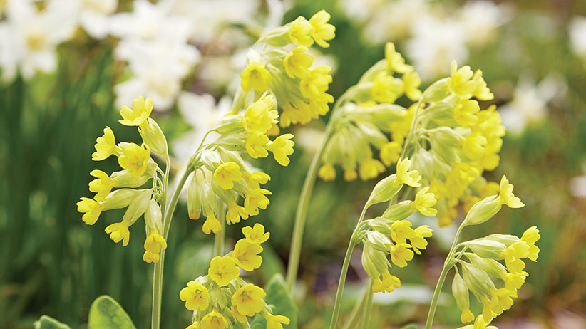 Yellow Primula flowers: Lightly fragrant, bell-shaped, lemon-yellow blooms give your early spring garden a boost of color and pollinators will thank you for this rich nectar source.