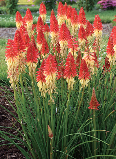 ‘Rocket’s Red Glare’ torch lily (Kniphofia hybrid)