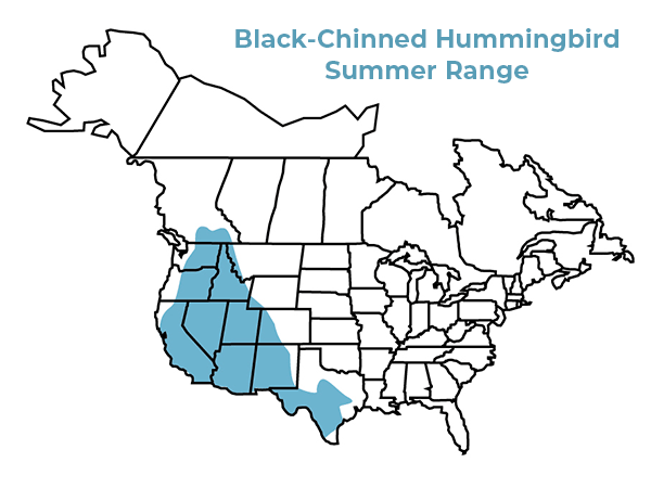 Black-chinned hummingbird summer range map 2022