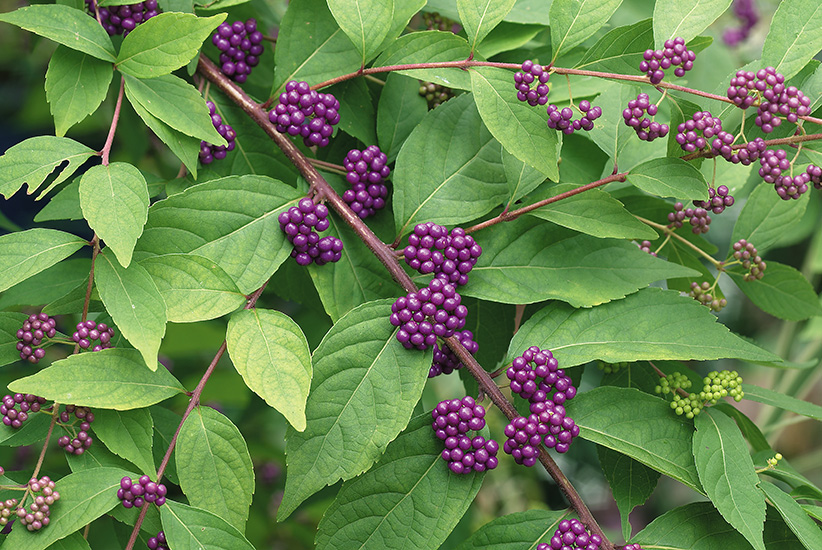 Beautyberry (Callicarpa americana)