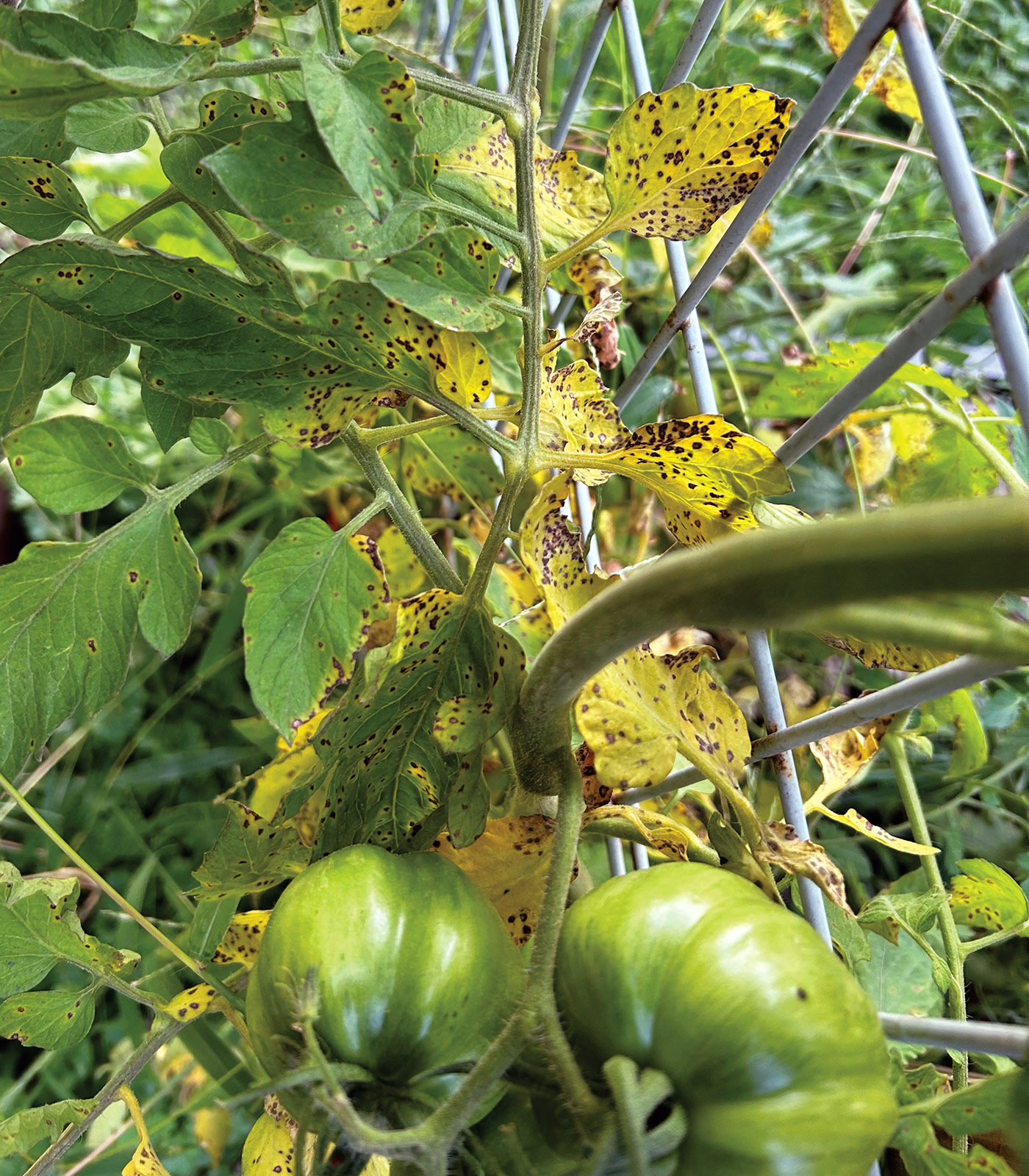 Septoria leaf spot appearing on on tomato plant leaves as small black spots on yellowing foliage photo by Jennifer howell: Dark circular spots with 
yellow halos are a classic sign of Septoria leaf spot on tomato plant leaves.