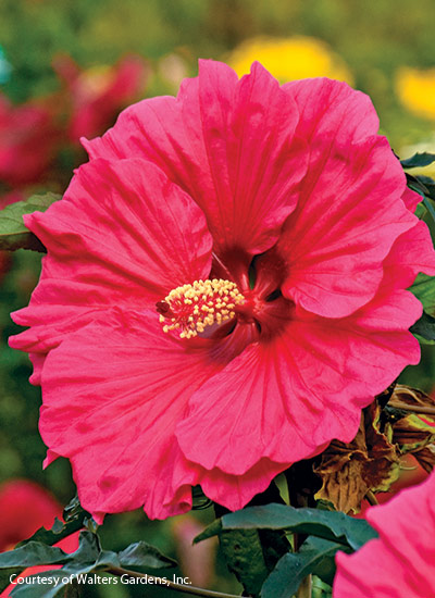 ‘Watermelon Ruffles’ (Hibiscus hybrid)
