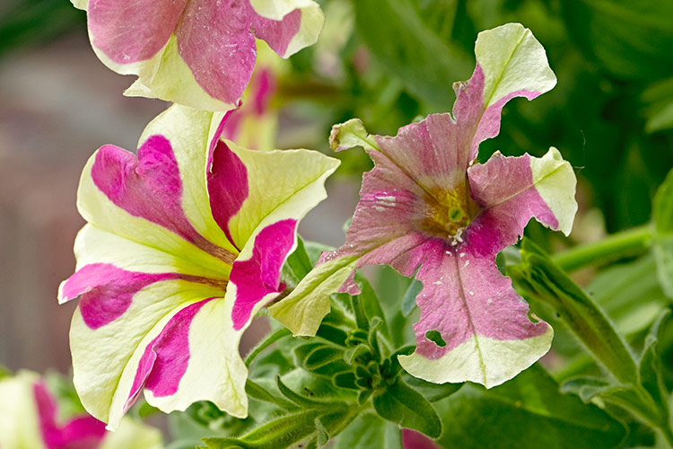 damaging-insects-to-your-garden-lead: Petunias looking chewed up? It may be tobacco budworms. Keep reading to see how to get rid of this garden pest.