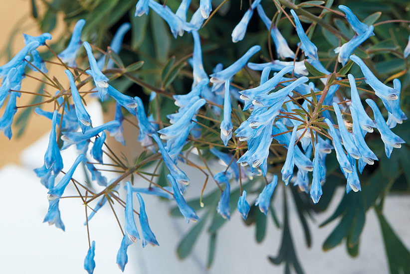 ‘Porcelain Blue’ corydalis (Corydalis flexuosa)