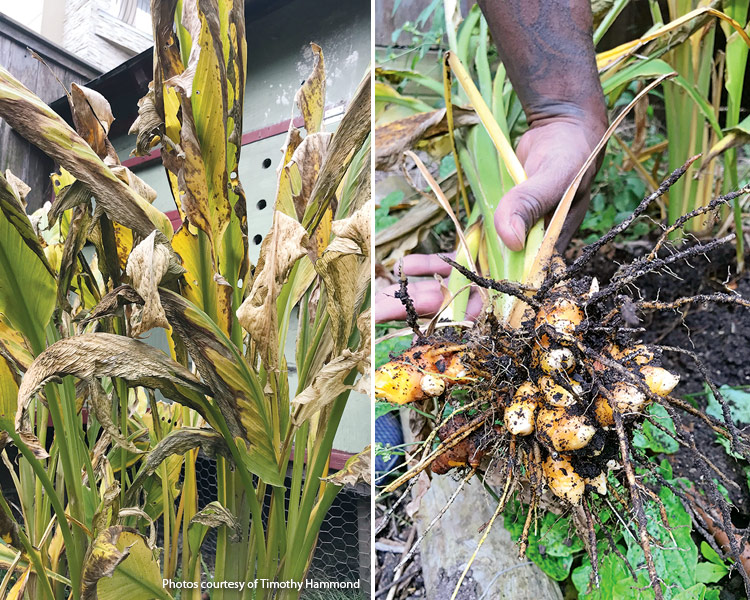 Growing Root Vegetables