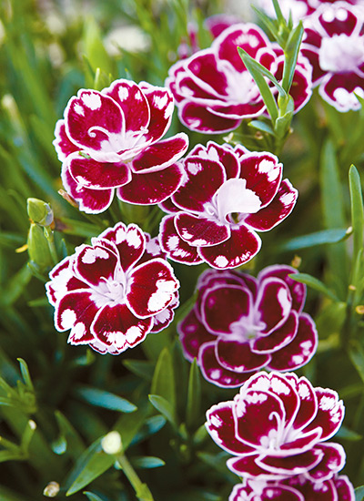 Dianthus  (Dianthus spp. and hybrids) 