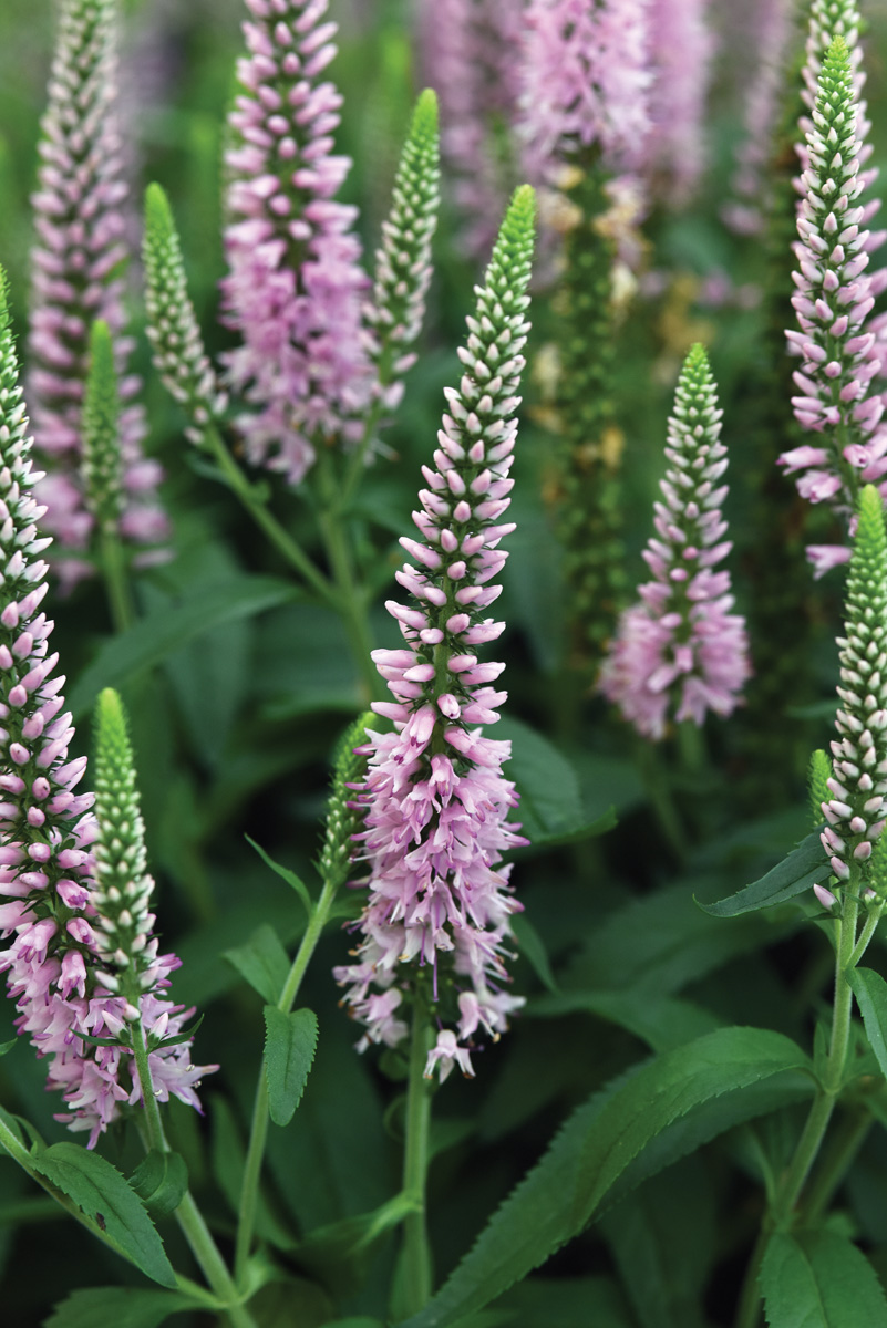 Skyward Veronica Courtesy of Darwin Perennials: This new speedwell variety works well in containers and garden beds. Photo courtesy of Darwin Perennials<sup>®</sup>