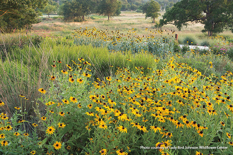 Ladybird Johnson wildflower center, TX black-eyed-susan: See masses of black-eyed Susans when you hike the Savanna Meadow Trail in early summer.