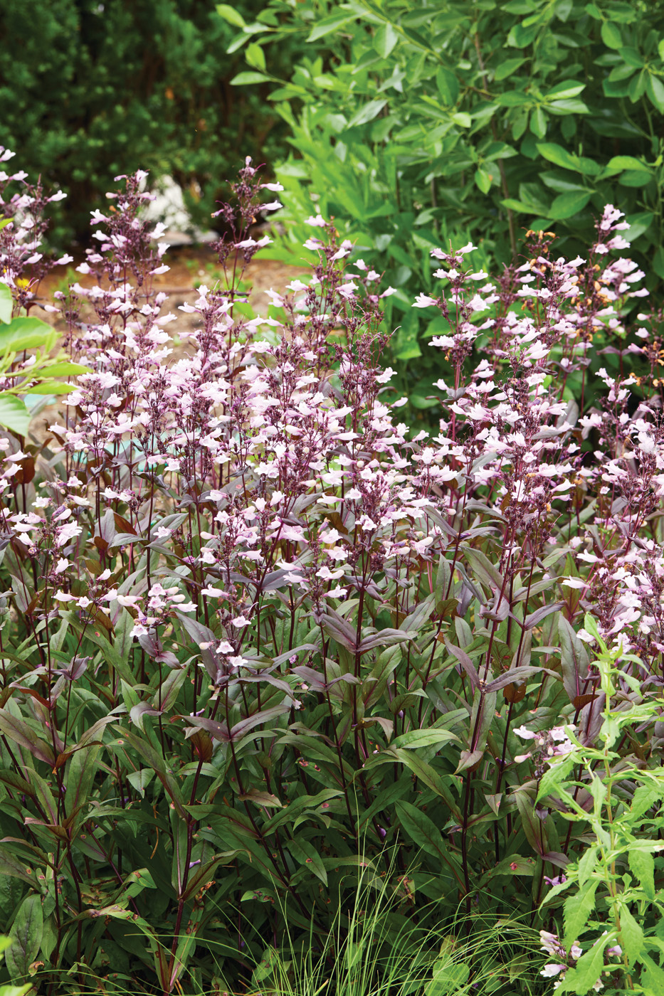 GG179 TP 05 gaks0661 Foxglove penstemon: Add interest to clay soil gardens with ‘Dark Towers’ foxglove penstemon with its dramatic purple foliage.