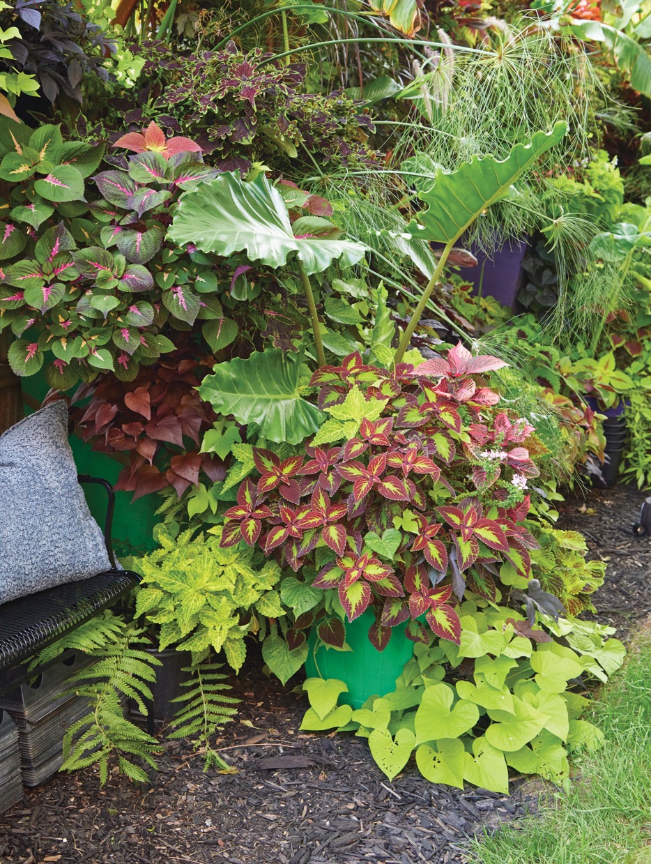 GG187 FG 08 82A9319: Because they often peek through the foliage, Deronis chooses containers in bold colors to coordinate with his tropical design. 