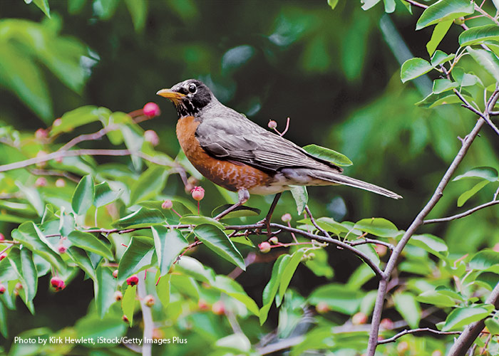 Robin in serviceberry tree by Kirk Hewlett iStock Getty Images Plus