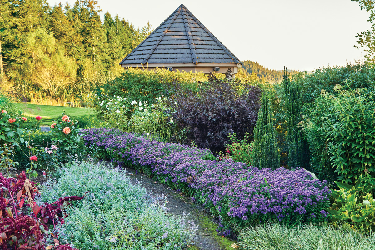 Asters and boxwood hedges: Create a colorful hedge This row of neatly mounded ‘Purple Dome’ New England asters supplies a leafy green edge for the path in summer and by fall is covered in blooms that late-season pollinators can enjoy too.