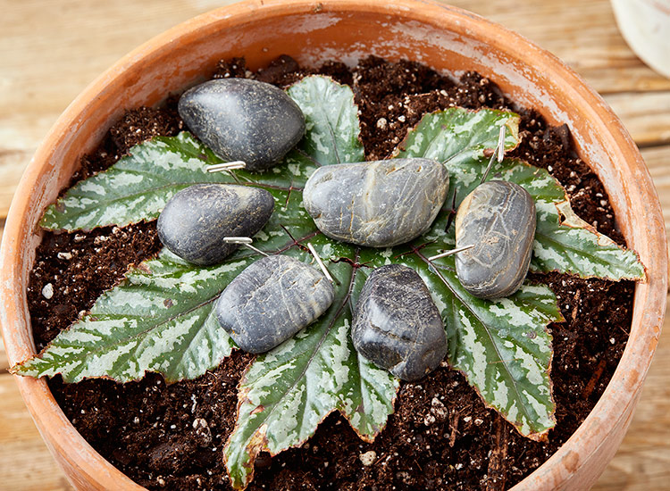 Add some stones if the T-pins aren't enough to keep the leaves in contact with the soil:Add some stones if the T-pins aren't enough to keep the leaves in contact with the soil. 