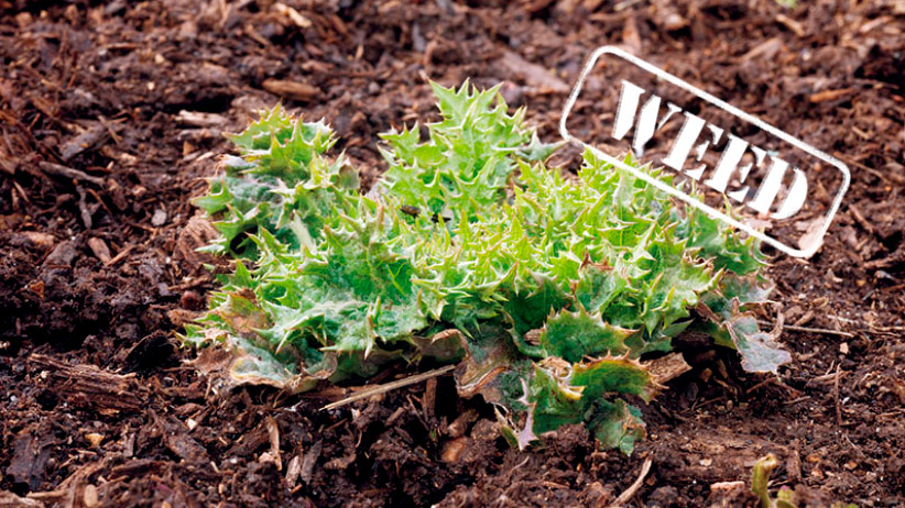 Photo of milk thistle new growth in spring: Milk thistle can be confused for globe thistles in spring.