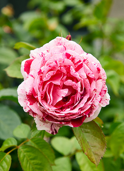 Rock & Roll™ rose (Rosa hybrid)