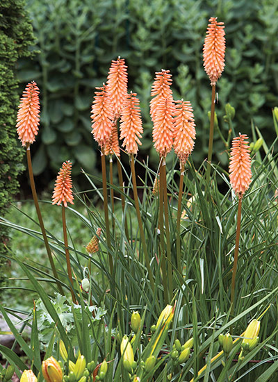 ‘Border Ballet’ torch lily (Kniphofia hybrid)