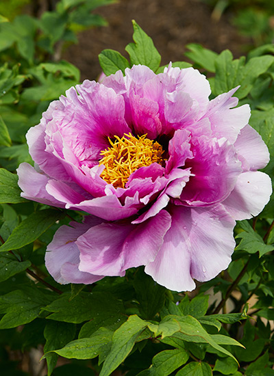 Tree peony (Paeonia hybrid)