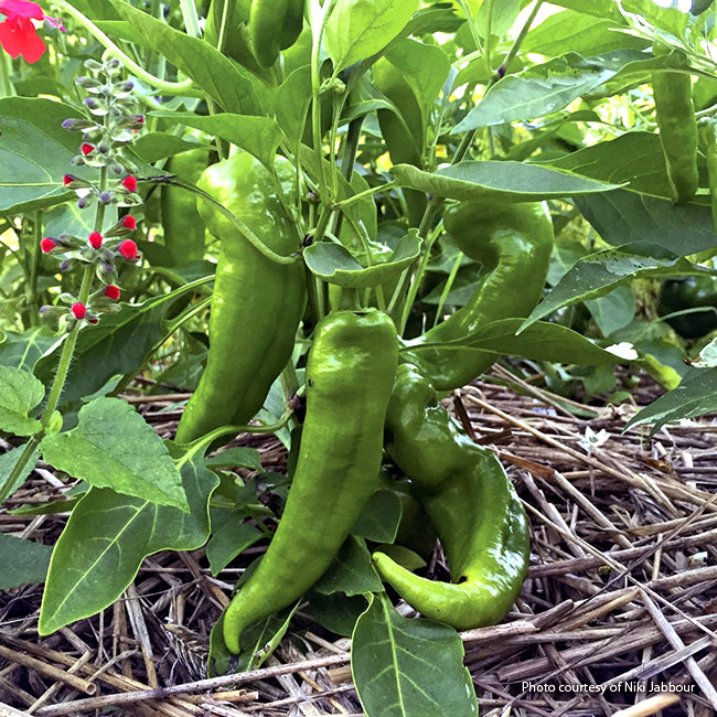 water and fertilize Peppers: Mulch peppers with a couple inches of straw or shredded leaves to help reduce the need to water.