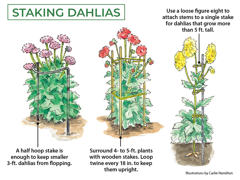 Illustrations on how to stake different dahlias by Carlie Hamilton: There are different ways to stake dahlias depending on their mature height.