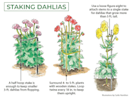 Planting Dahlias Perfectly An Infographic Easy To 43 OFF