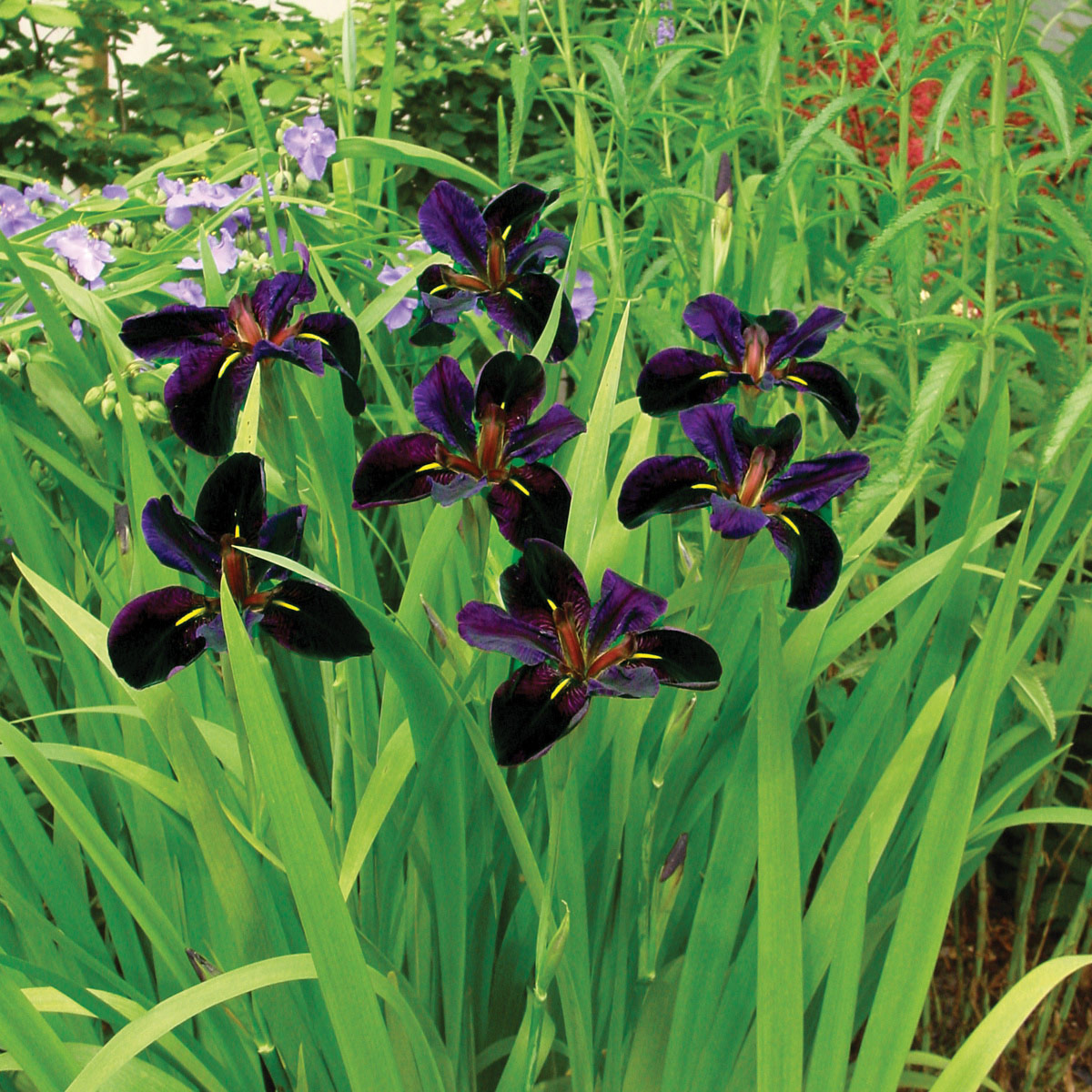 Iris Black Gamecock Courtesy of Niels Mulder for Walters Gardens, Inc: ‘Black Gamecock’ Louisiana iris is a natural fit for rain gardens and other wet areas. Photo courtesy of Niels Mulder for Walters Gardens, Inc