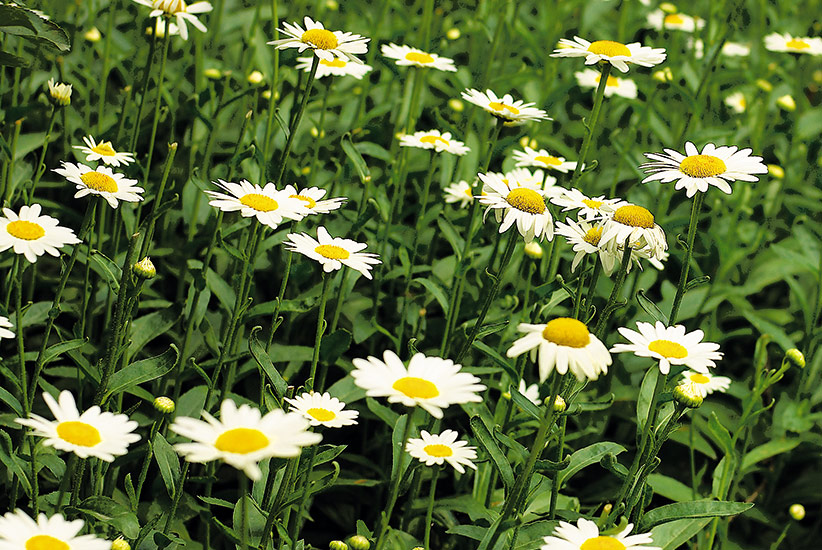 Shasta daisy (Leucanthemum x superbum ‘Becky’)