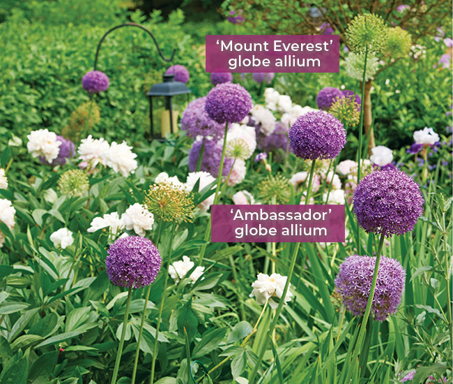 Heather Thomas Garden Allium cultivars: ‘Mount Everest’ globe allium, whose green seedheads you can see above look great contrasted next to the purple globes of ‘Ambassador’ which ends the allium season after many weeks of color. 