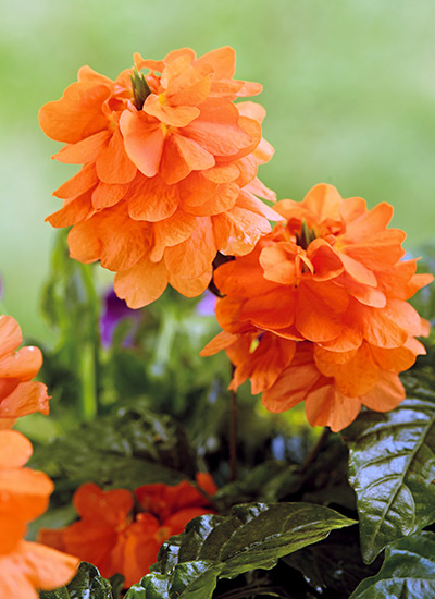 ‘Orange Marmalade’ firecracker flower (Crossandra infundibuliformis) 