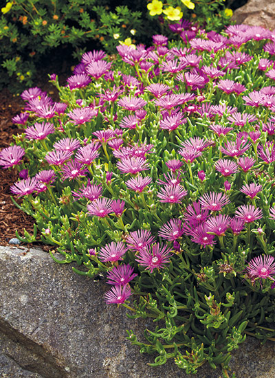 Ice plant (Delosperma spp.)